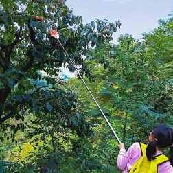 Zberač ovocia s košom a vakom na teleskopickú tyč