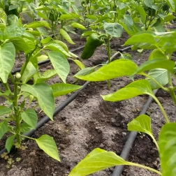 Kvapkovacia hadica 16 mm, rozstup 33 cm, 100 m