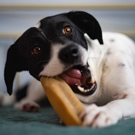 Prírodný tvrdý syr na dlhé žuvanie
