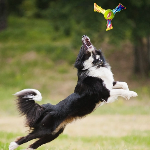 Zábavná vonkajšia hra a aport