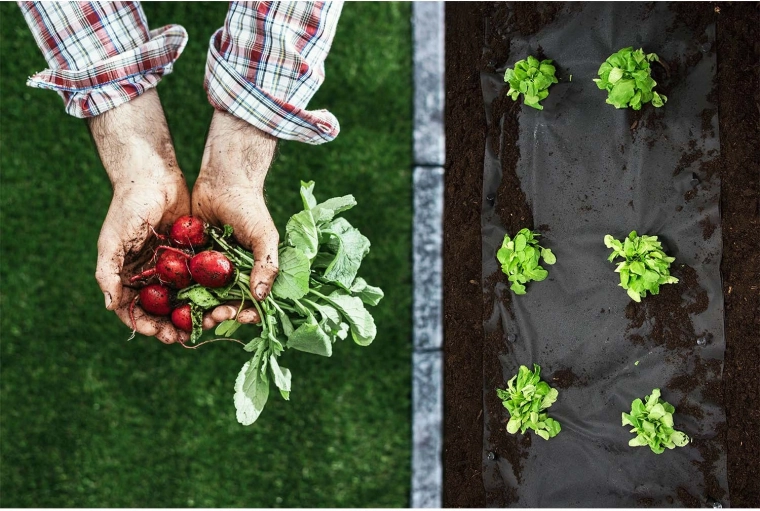 Čisté záhony a zdravé sadenice