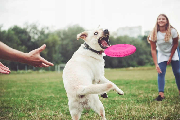Stabilný let a jednoduché chytanie