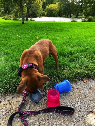 Cestovná miska behom chvíle