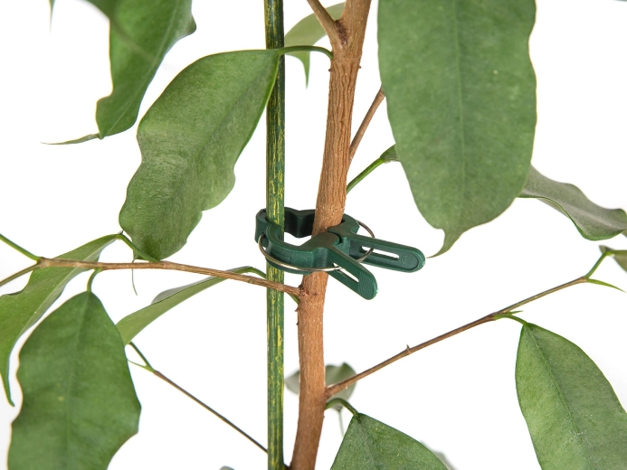 Rýchle a šetrné uchytenie stoniek