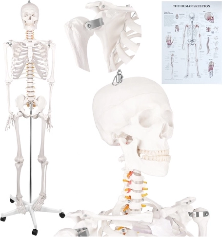 Anatomická kostra človeka Glimz 170 cm