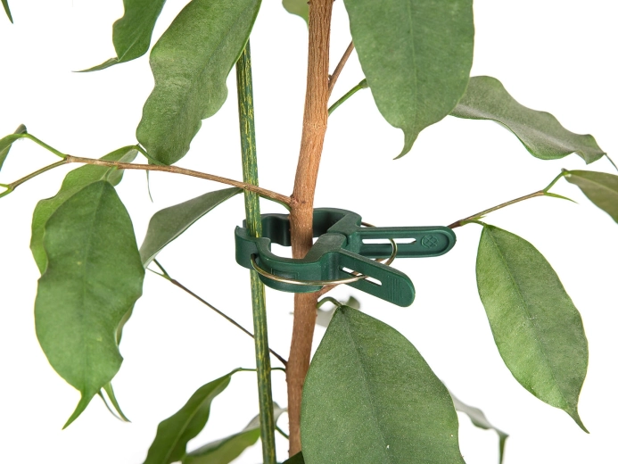 Pevné a šetrné uchytenie stoniek