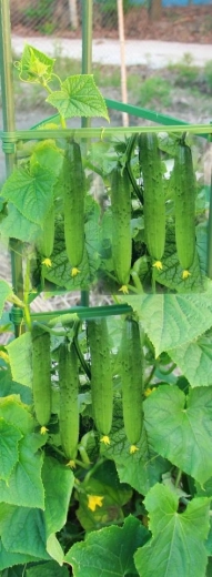 Ideálne pre popínavé plodiny