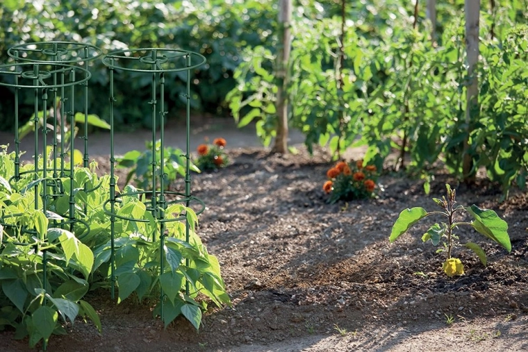 Odolná a nenápadná v záhone