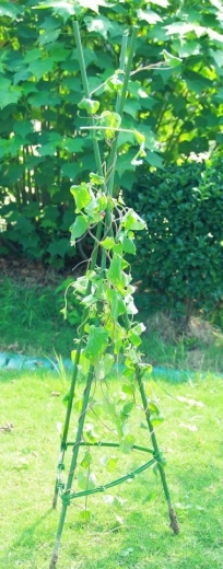 Stabilita a priestor pre rast