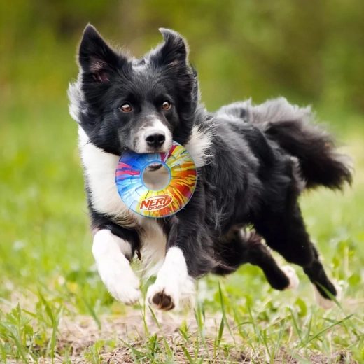 Pískacia vložka zvyšujúca motiváciu k hre