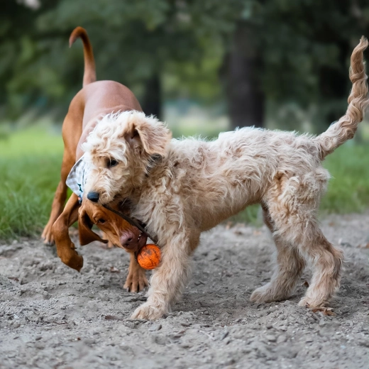 Povraz na hádzanie aj preťahovanie