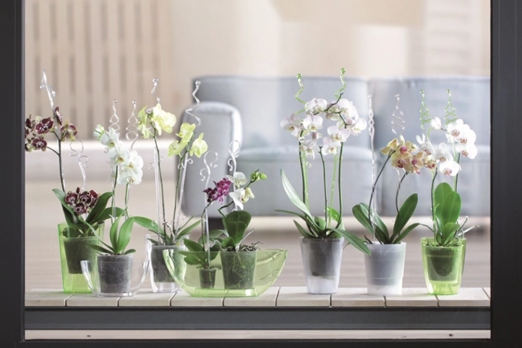 Vhodné na interiérové pestovanie