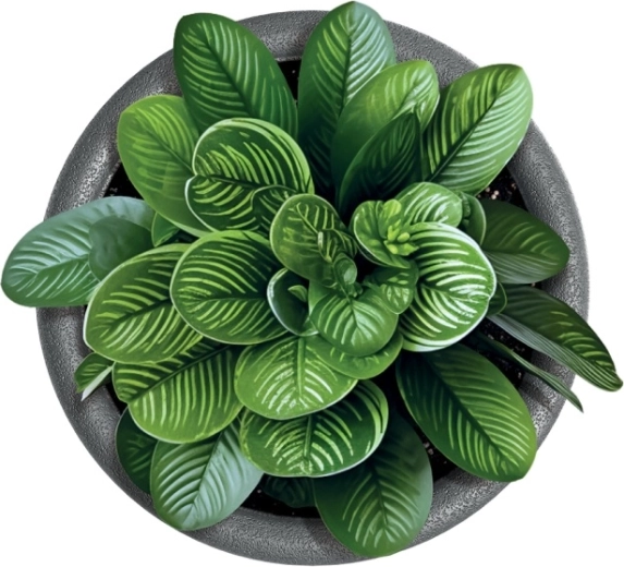 Ideálny pre izbové aj vonkajšie rastliny