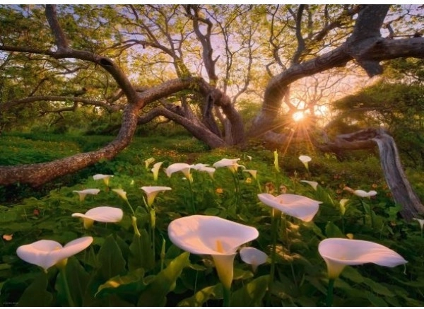 Puzzle 1000 dielikov Magický Les Kalie