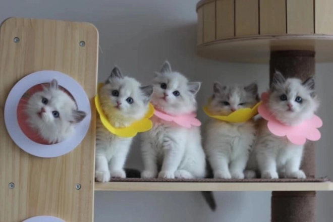 Mäkký pooperačný ochranný golier pre miláčikov – ružový, veľkosť L