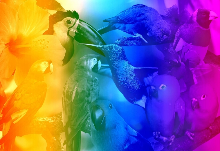 Drevené 3D puzzle Vtáky s gradientom M - 200 dielikov