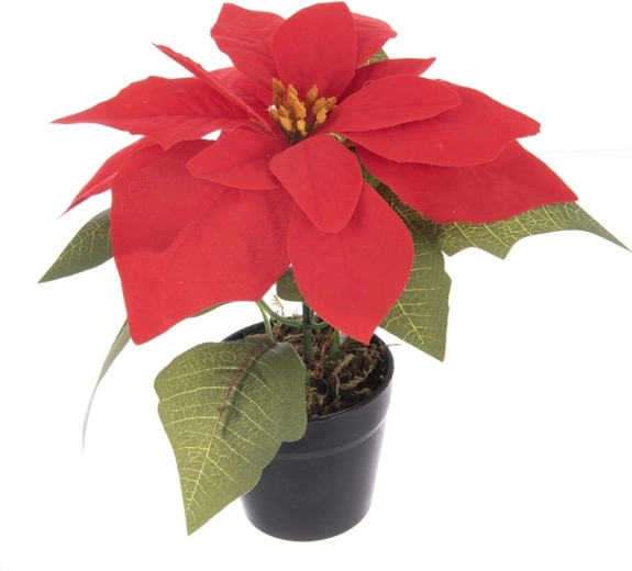 Umelá vianočná ruža (poinsettia) v kvetináči, červená 19 cm