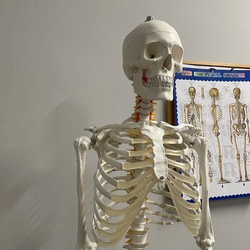 Anatomický model ľudskej kostry 180 cm