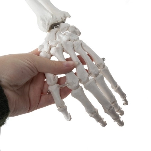 Anatomický model ľudskej kostry 180 cm