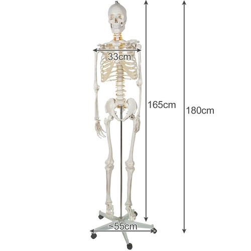 Anatomický model ľudskej kostry 180 cm