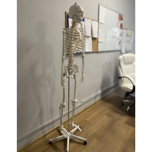 Anatomický model ľudskej kostry 180 cm