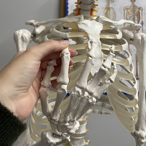 Anatomický model ľudskej kostry 180 cm