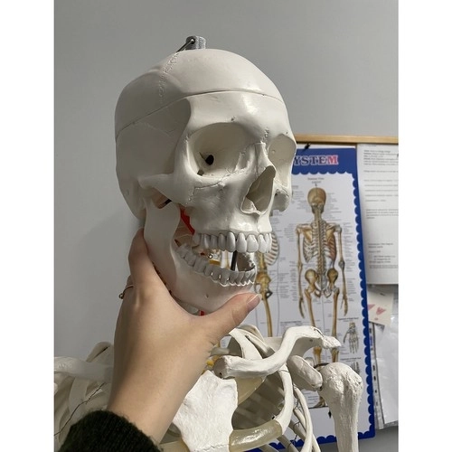 Anatomický model ľudskej kostry 180 cm