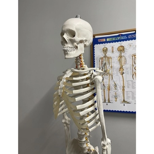 Anatomický model ľudskej kostry 180 cm