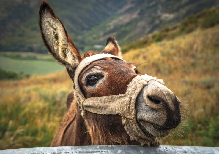 Krásny motív osla v horách