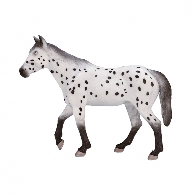 Mojo Appaloosa žrebec