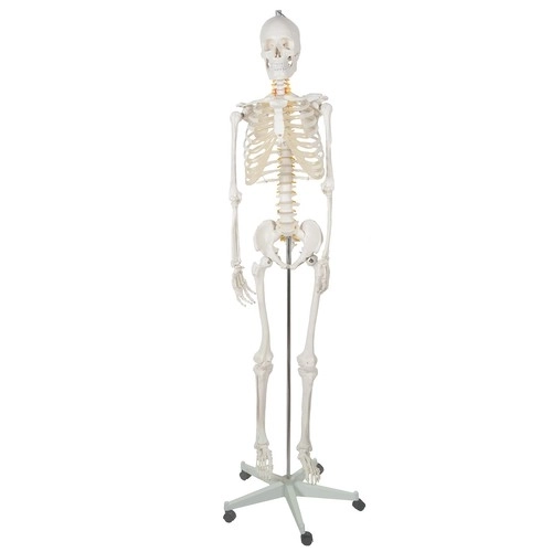 Anatomický model ľudskej kostry 180 cm