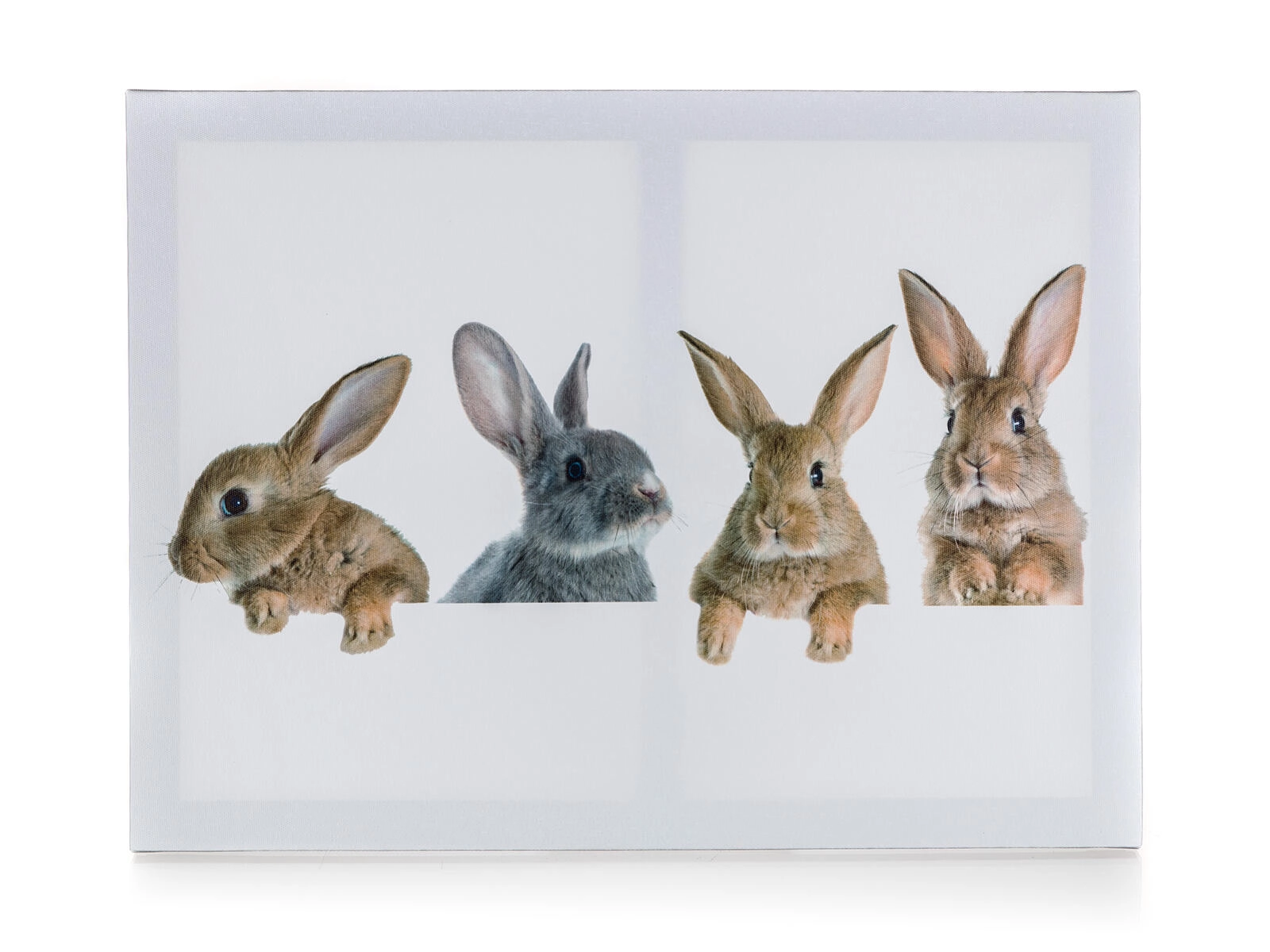 E-shop Obraz 4 králiky na plátne 40 × 30 cm