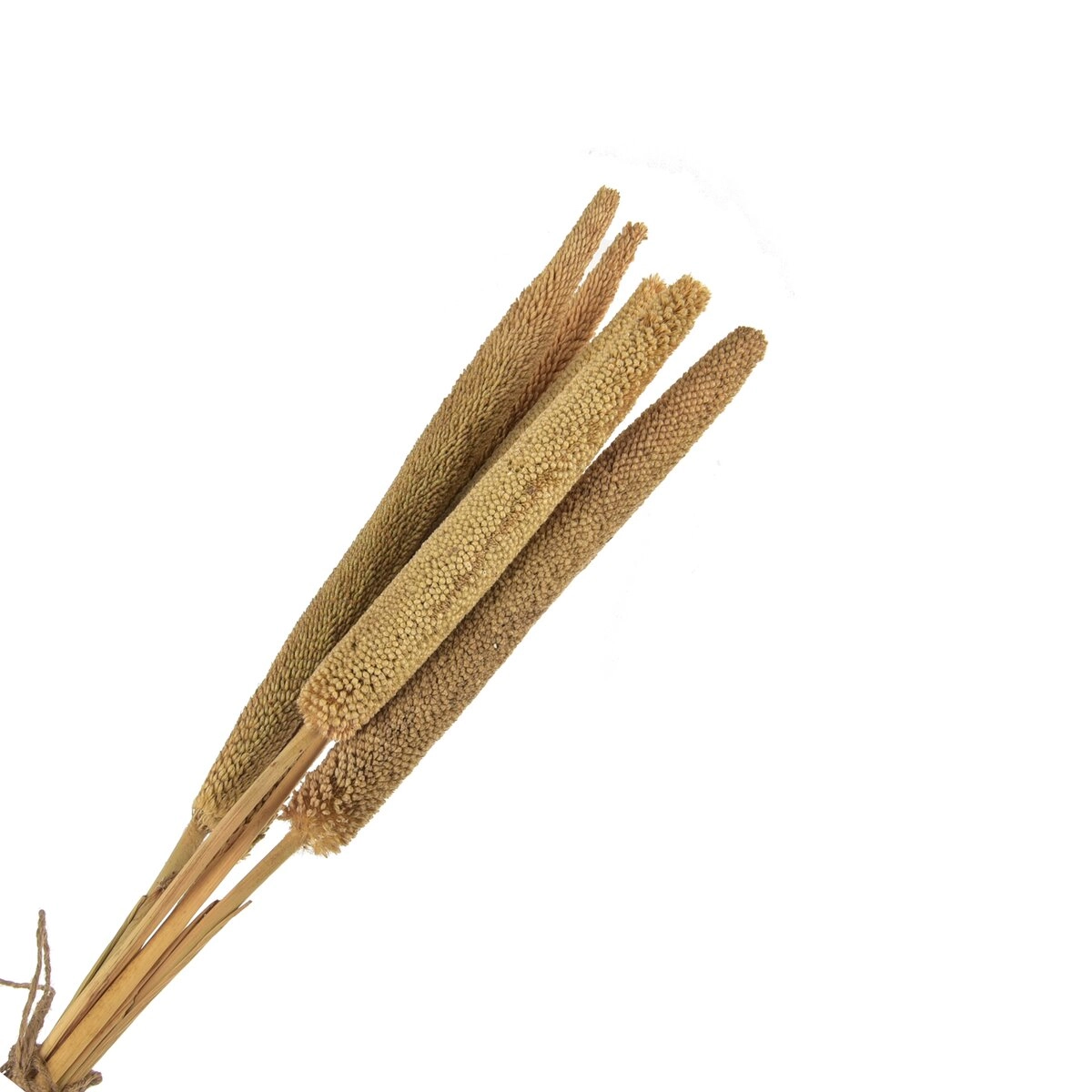 Sušená dekorácia (sušina) béžová – 5 ks, 50–60 cm