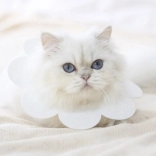 Mäkký ochranný obojok pre zvieratá - biela, veľkosť L