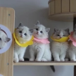 Mäkký pooperačný ochranný golier pre miláčikov – ružový, veľkosť L